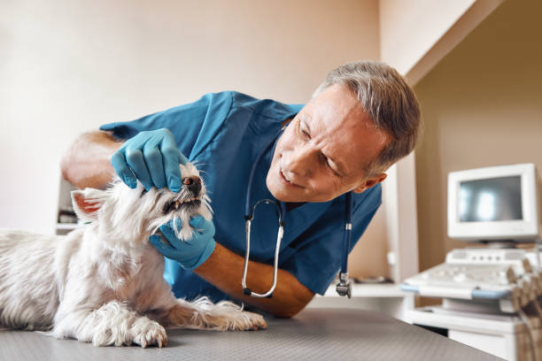Best Urgent Tooth Repair  in Coats, NC